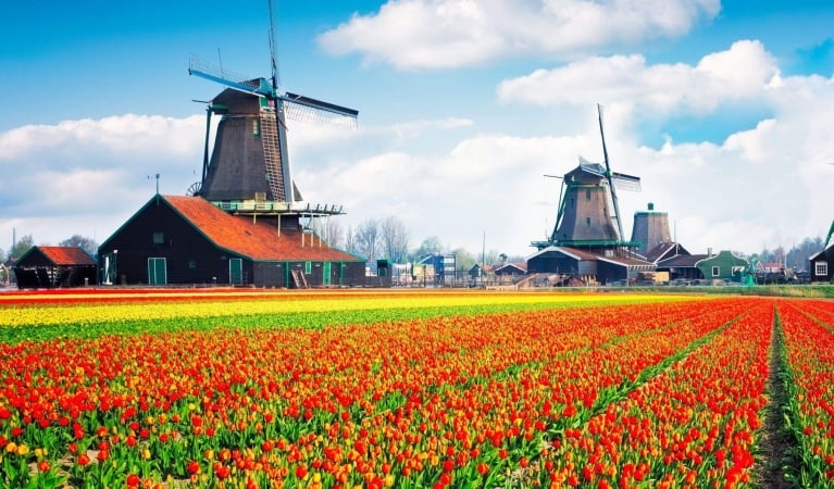 Holland in Bloom