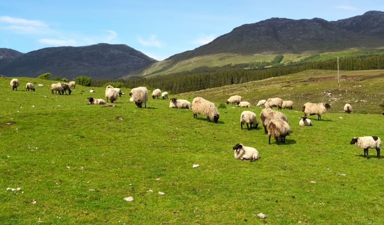 Scottish Charm & Irish Farms