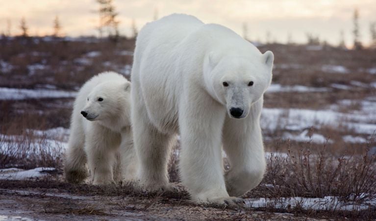 Canadian Arctic Summer: Bears & Belugas