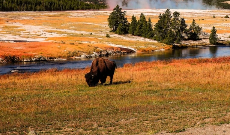 Yellowstone & Frontier Farms