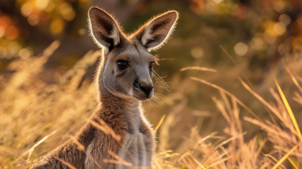 Wonders of Australia - AUQN - Online Travel Show