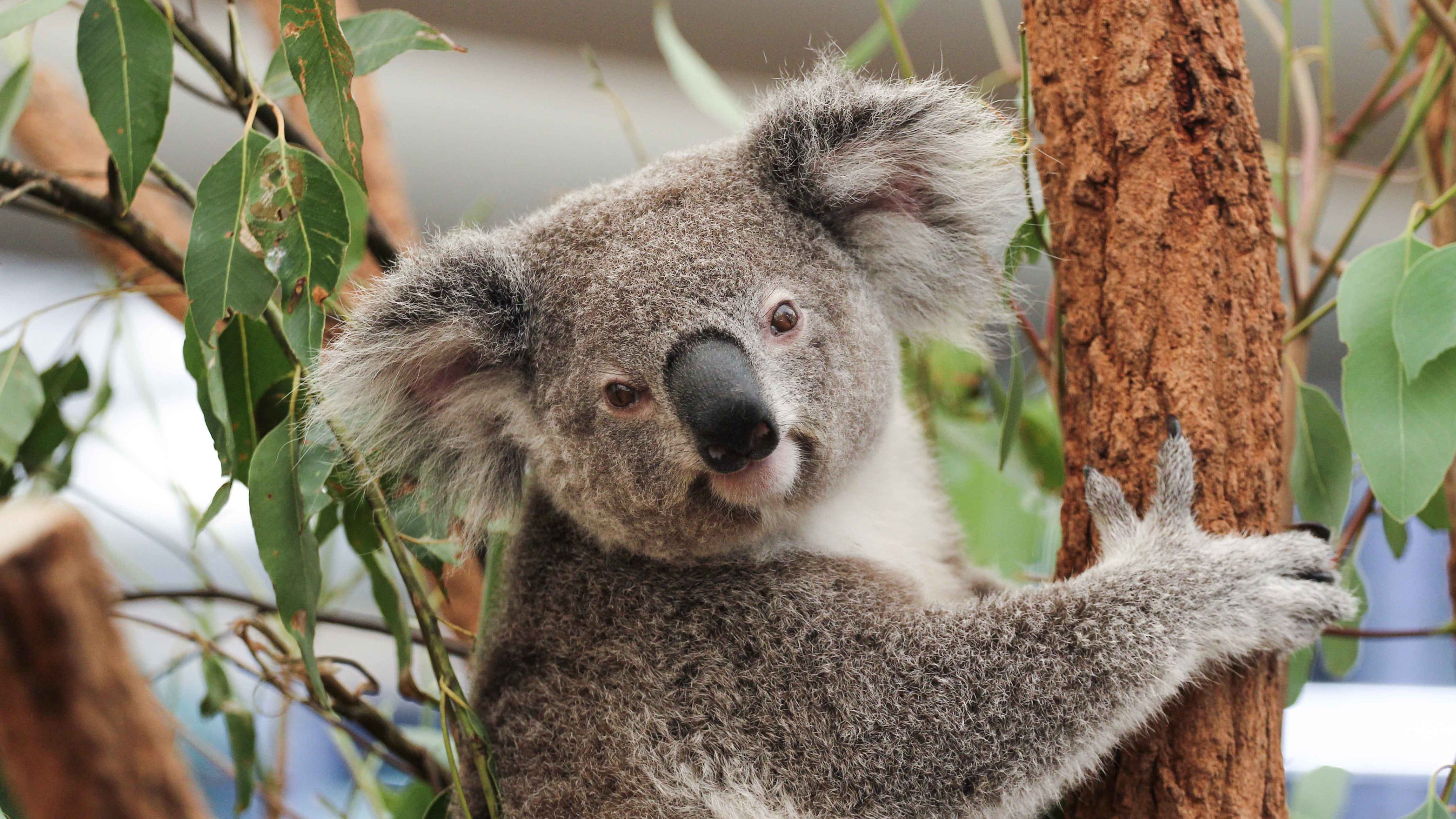 Lone Pine Koala Sanctuary