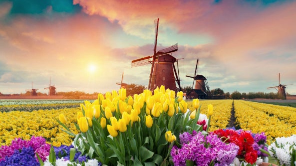 Holland in Bloom - INHB - Online Travel Show Graphic