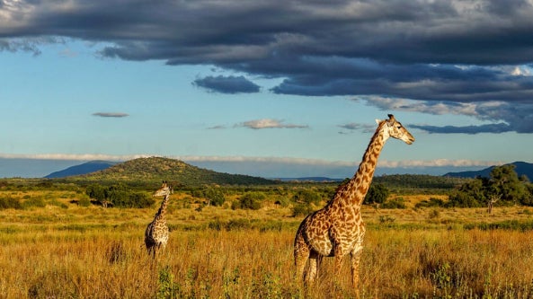 Tanzania Safari Adventure - INTZ - Online Travel Show