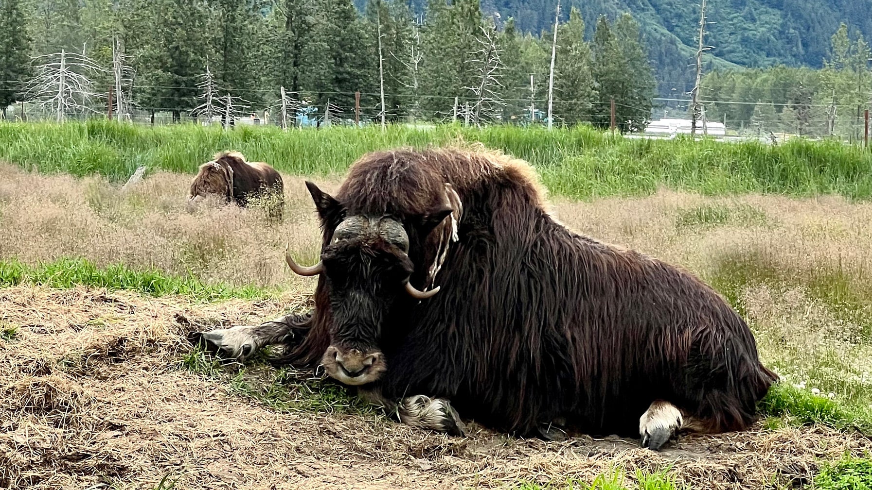 Alaska Wildlife Conservation Center