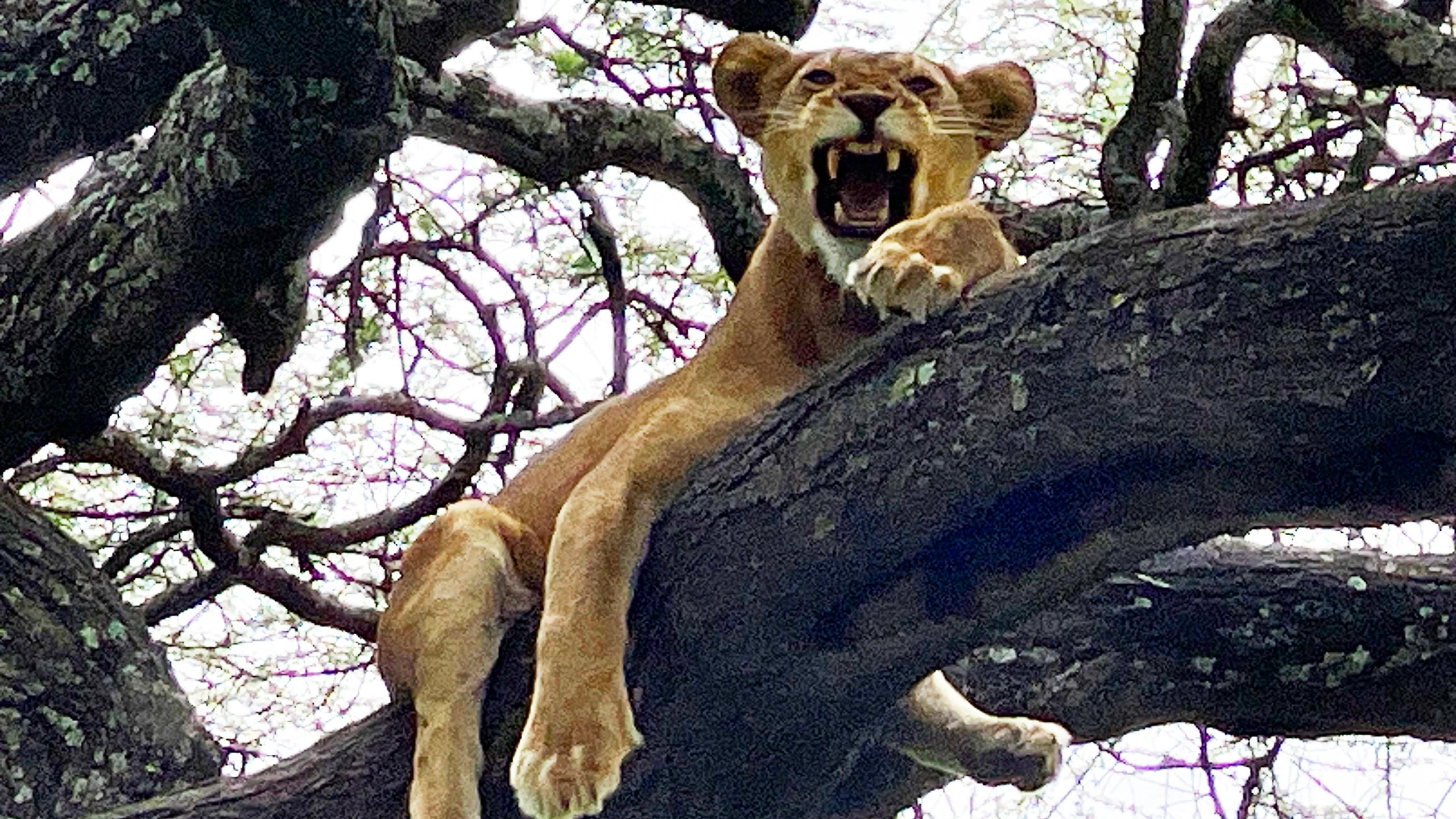 Lake Manyara National Park