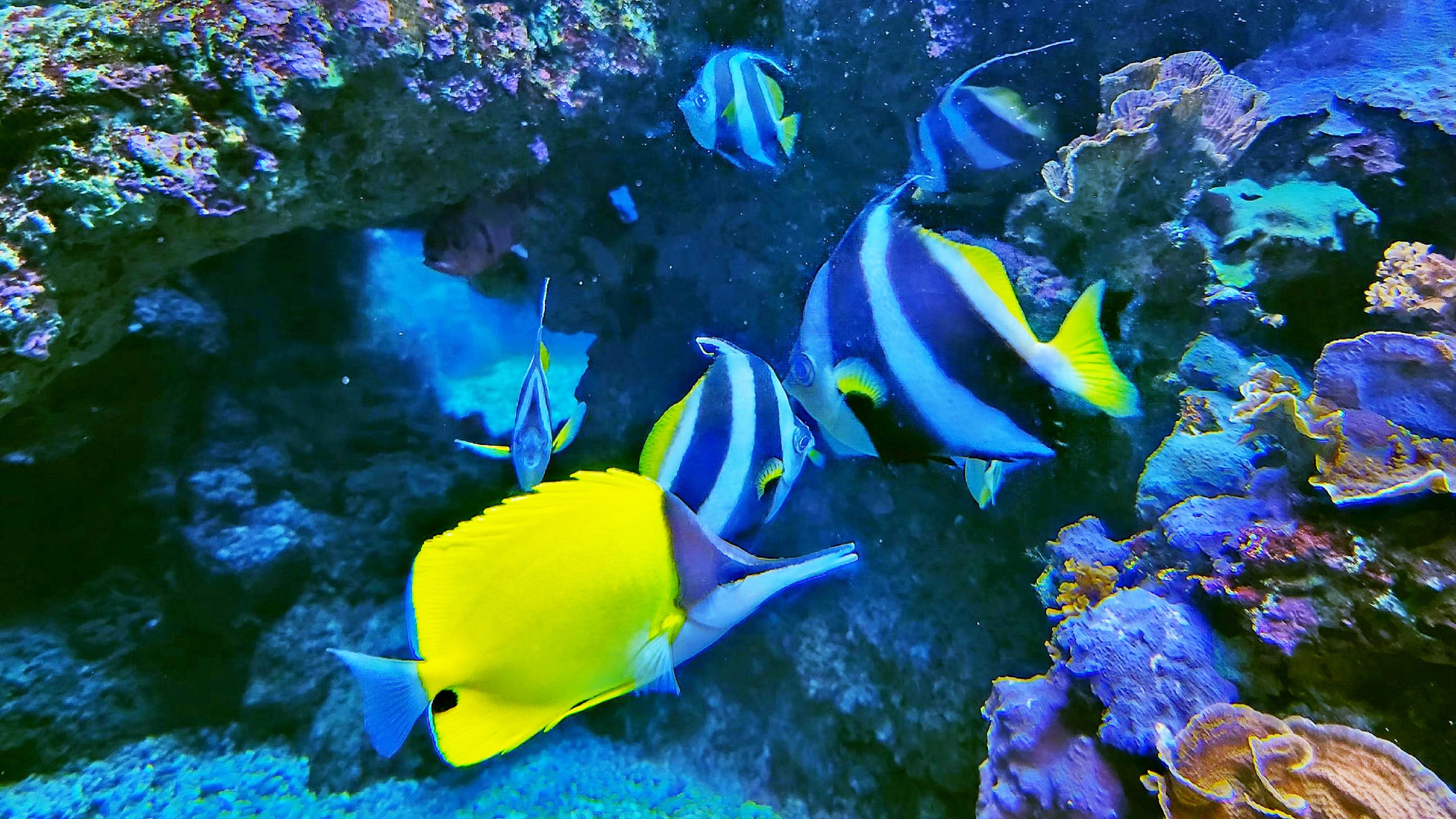 Maui Ocean Center