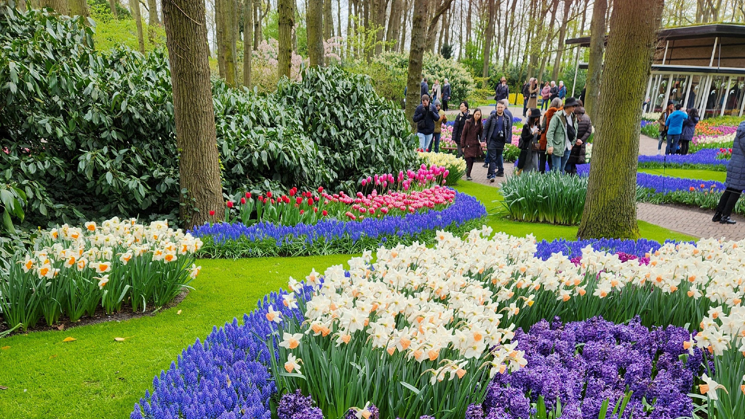 Spring Tulips