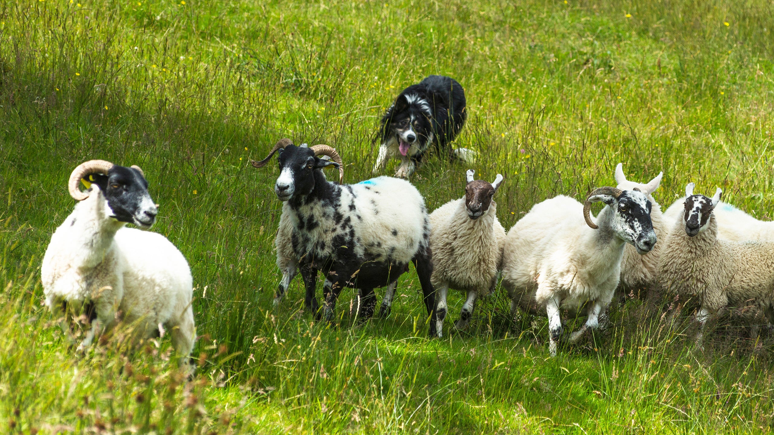 Working Sheepdogs