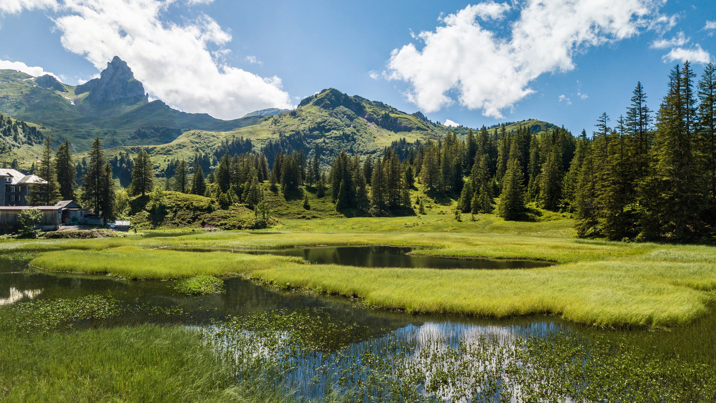 The Black Forest