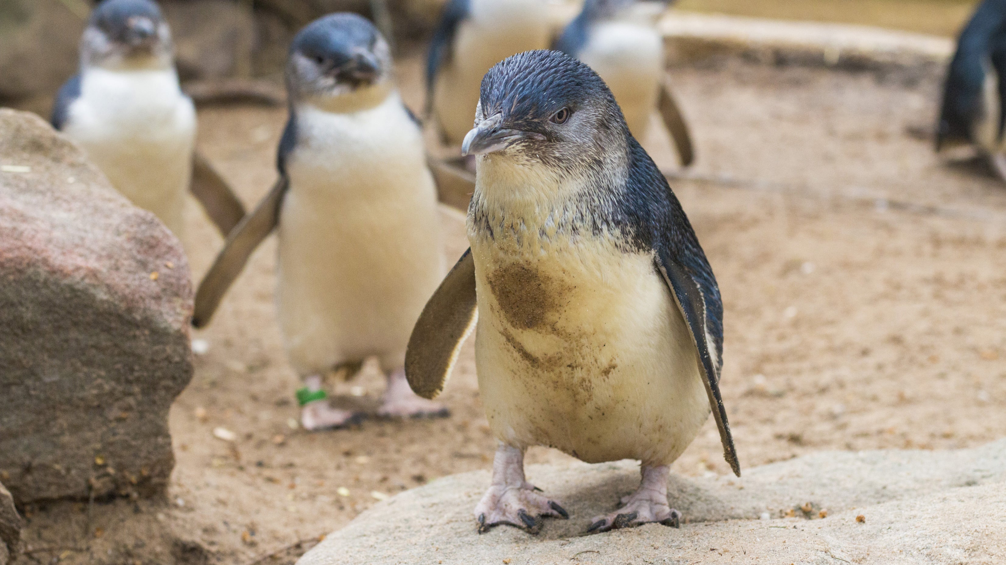 Sunset Penguin Parade at Phillip Island