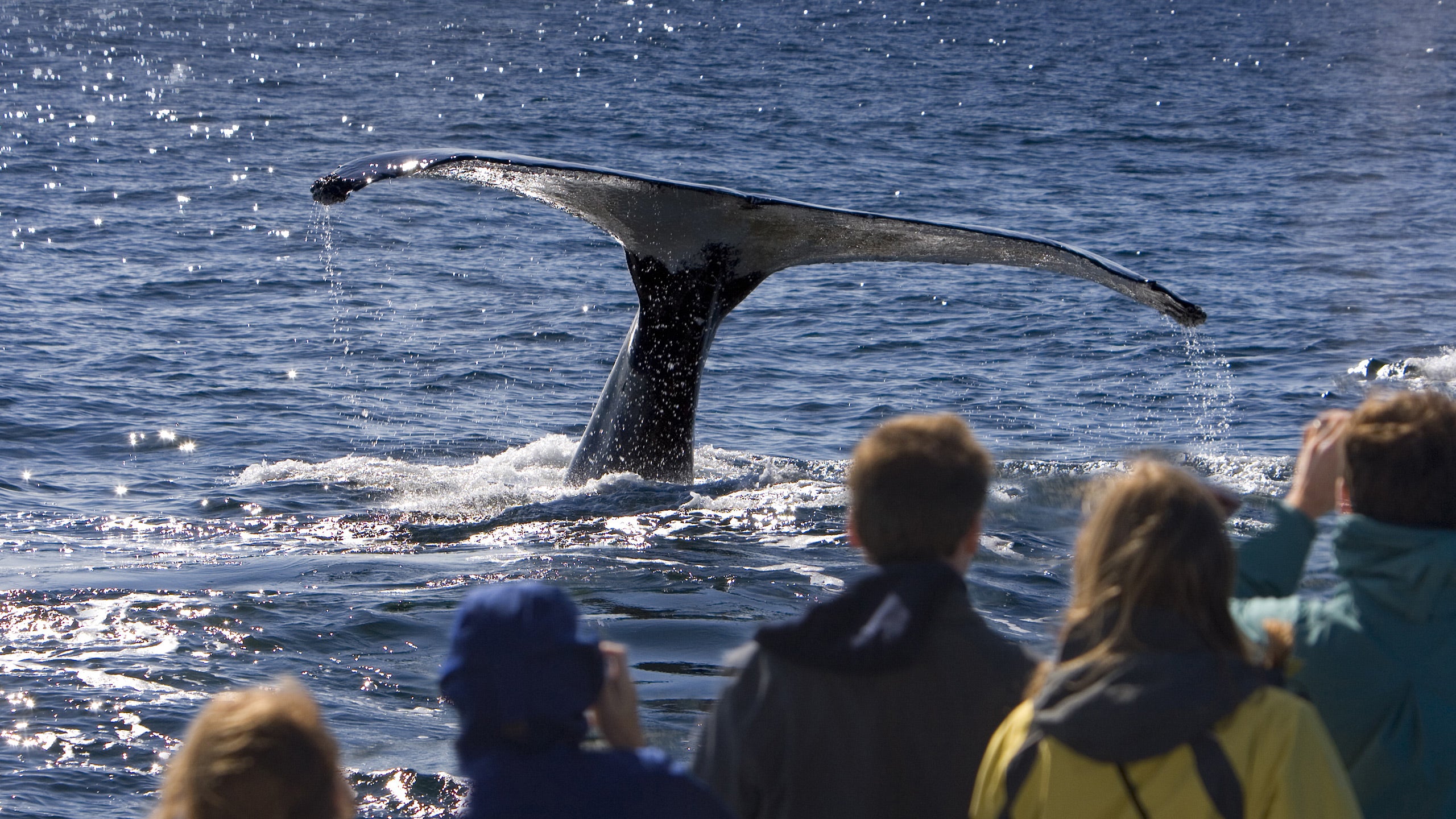 Whale-Watching Cruise