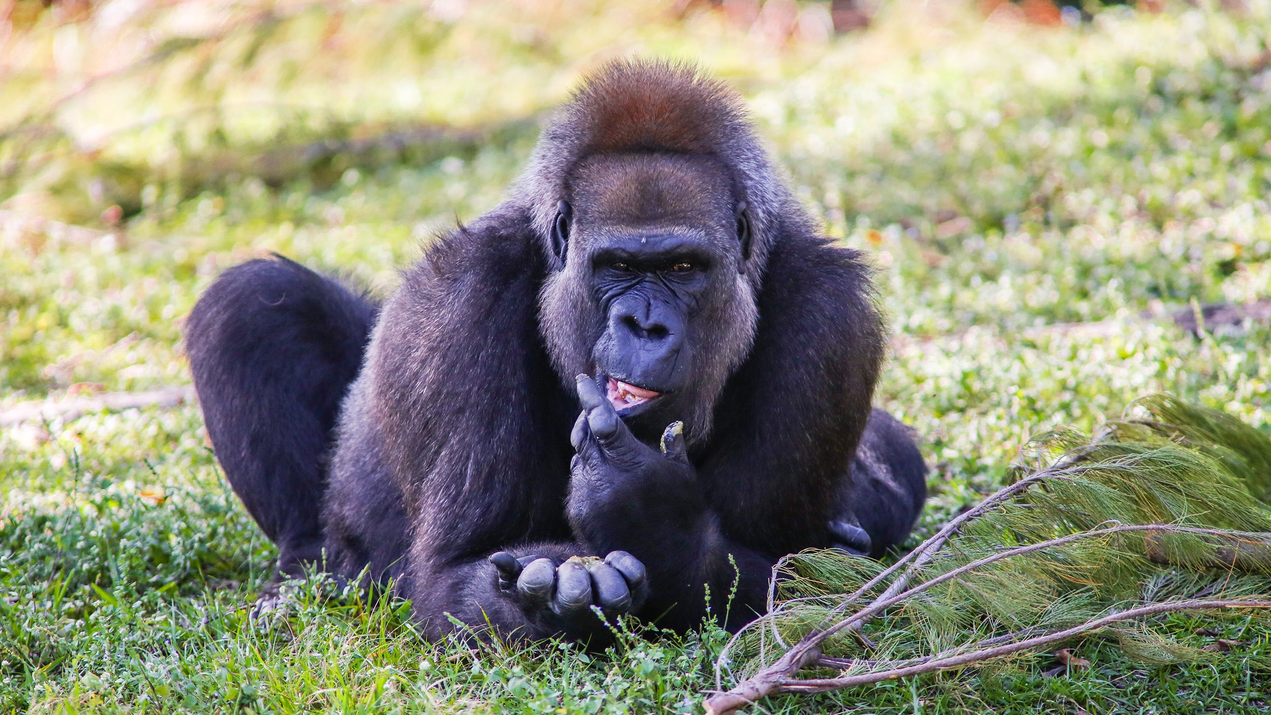 San Diego Zoo