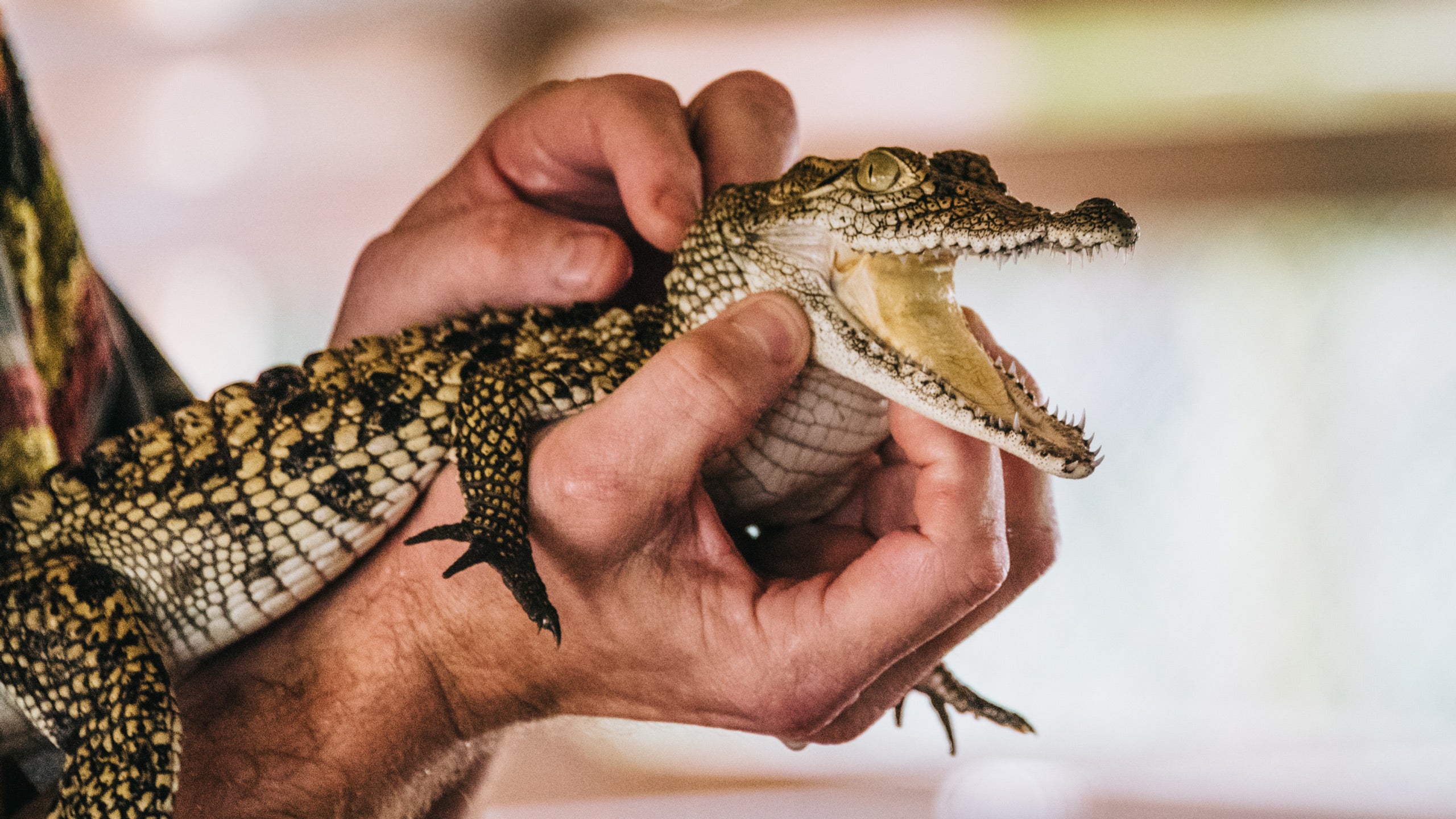 Greenwood Gator Farm