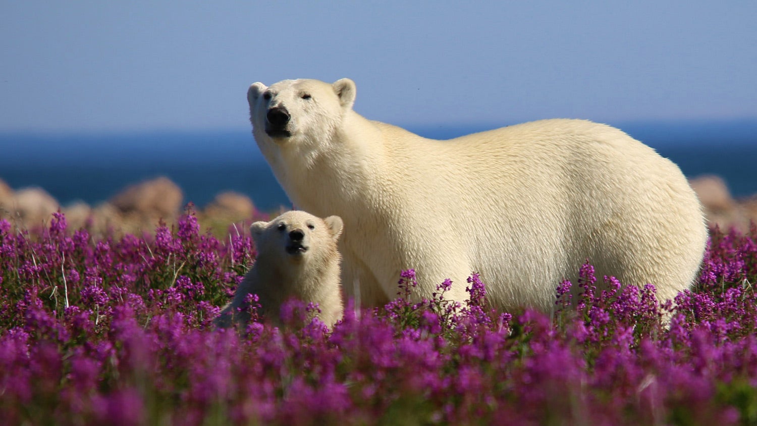 WEBE - Canadian Arctic Summer: Bears & Belugas